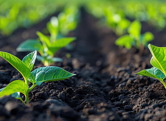 Market Linkage Initiative Connects 500+ Farmers to Buyers