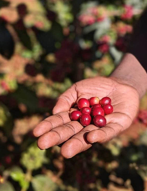 Market Linkage Initiative Connects 500+ Farmers to Buyers